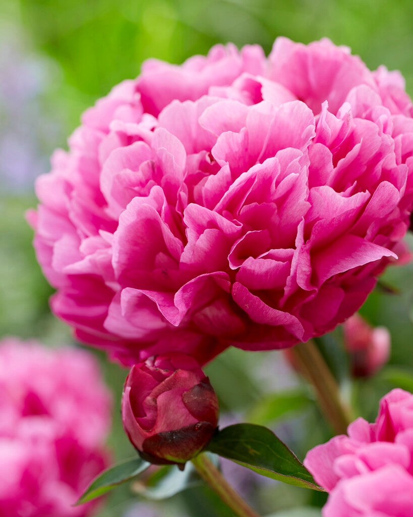 Peony-Paeonia Kansas 1-pakning